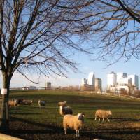 Mudchute Park And Farm